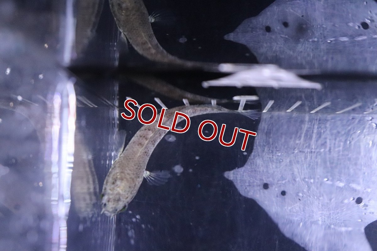 画像3: 【淡水魚】激安 No5 チャンナ sp ブラックダイヤモンド ワイルド【個体販売】(±7cm)(大型魚)(生体)(熱帯魚)NKO (3)