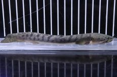画像1: 【淡水魚】No3 ポリプテルス ウィークシー ワイルド【個体販売】(±15cm)(大型魚)(生体)(熱帯魚)NKO (1)