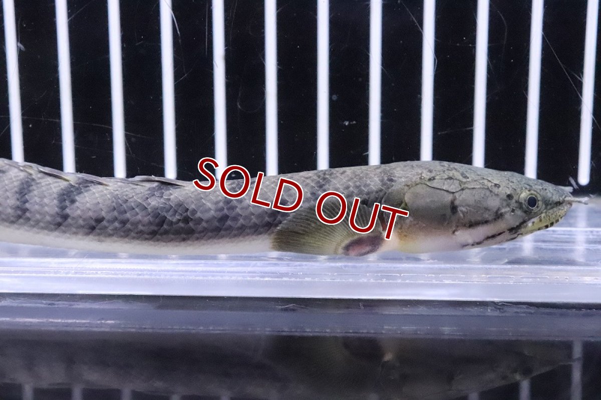 画像2: 【淡水魚】No3 ポリプテルス ウィークシー ワイルド【個体販売】(±15cm)(大型魚)(生体)(熱帯魚)NKO (2)