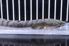 画像2: 【淡水魚】No3 ポリプテルス ウィークシー ワイルド【個体販売】(±15cm)(大型魚)(生体)(熱帯魚)NKO (2)