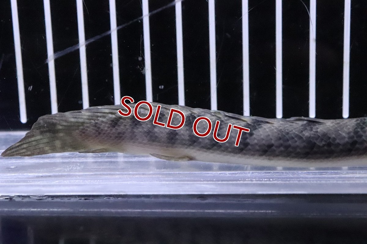 画像3: 【淡水魚】No3 ポリプテルス ウィークシー ワイルド【個体販売】(±15cm)(大型魚)(生体)(熱帯魚)NKO (3)