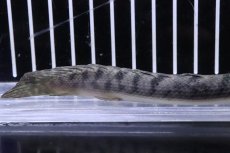 画像3: 【淡水魚】No3 ポリプテルス ウィークシー ワイルド【個体販売】(±15cm)(大型魚)(生体)(熱帯魚)NKO (3)