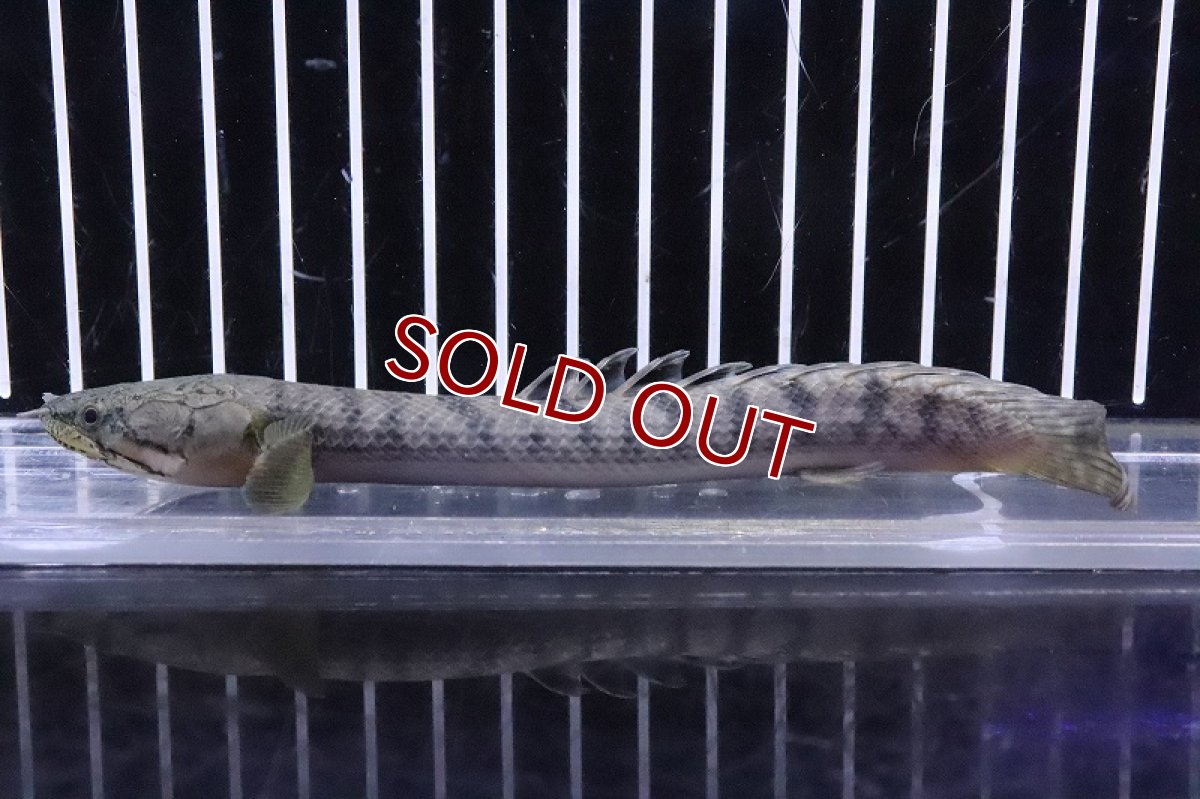 画像4: 【淡水魚】No3 ポリプテルス ウィークシー ワイルド【個体販売】(±15cm)(大型魚)(生体)(熱帯魚)NKO (4)
