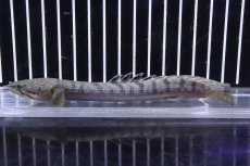 画像4: 【淡水魚】No3 ポリプテルス ウィークシー ワイルド【個体販売】(±15cm)(大型魚)(生体)(熱帯魚)NKO (4)