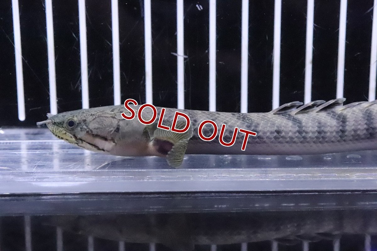 画像5: 【淡水魚】No3 ポリプテルス ウィークシー ワイルド【個体販売】(±15cm)(大型魚)(生体)(熱帯魚)NKO (5)