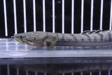 画像5: 【淡水魚】No3 ポリプテルス ウィークシー ワイルド【個体販売】(±15cm)(大型魚)(生体)(熱帯魚)NKO (5)