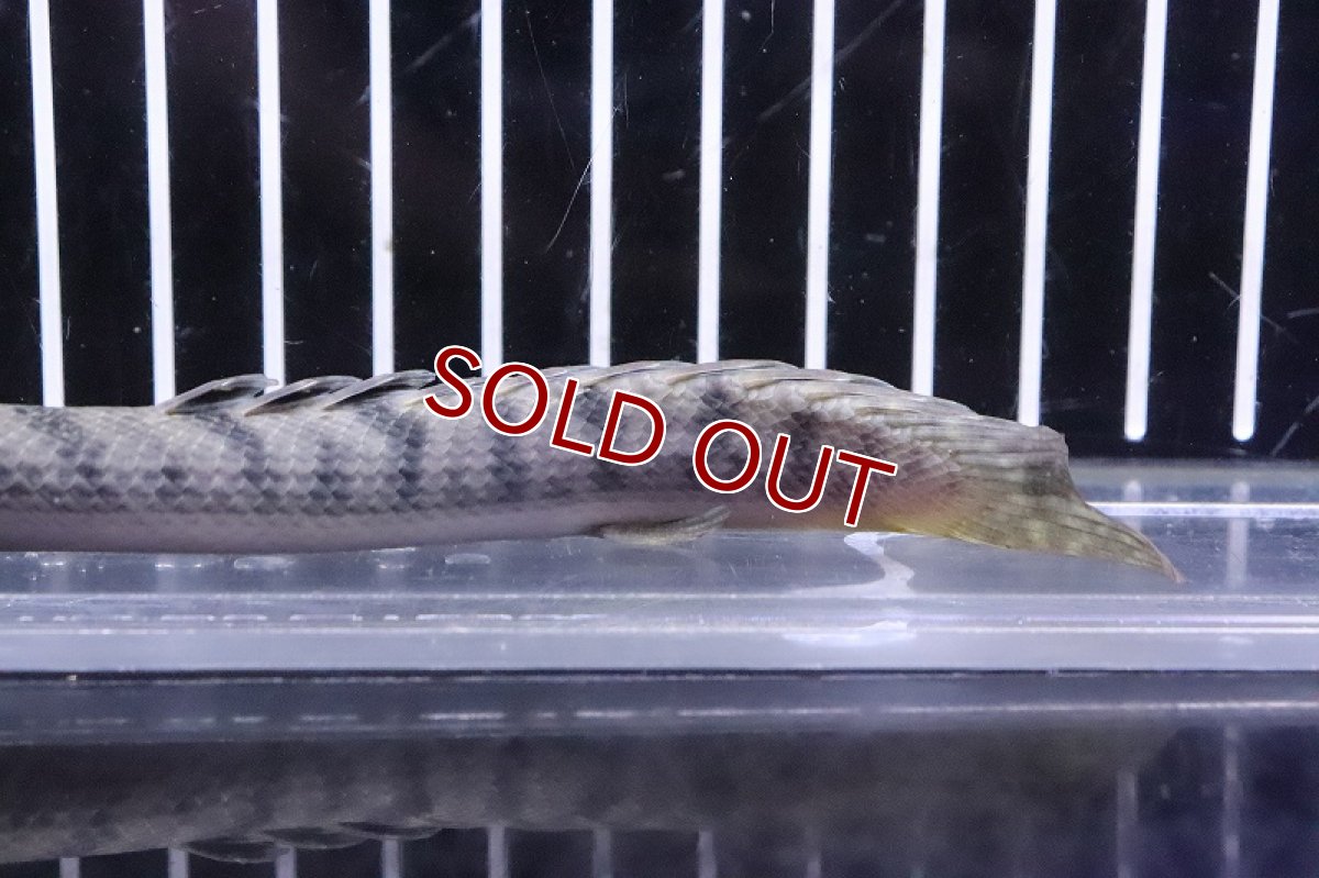画像6: 【淡水魚】No3 ポリプテルス ウィークシー ワイルド【個体販売】(±15cm)(大型魚)(生体)(熱帯魚)NKO (6)