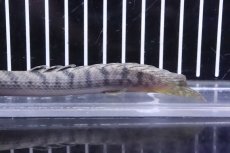 画像6: 【淡水魚】No3 ポリプテルス ウィークシー ワイルド【個体販売】(±15cm)(大型魚)(生体)(熱帯魚)NKO (6)