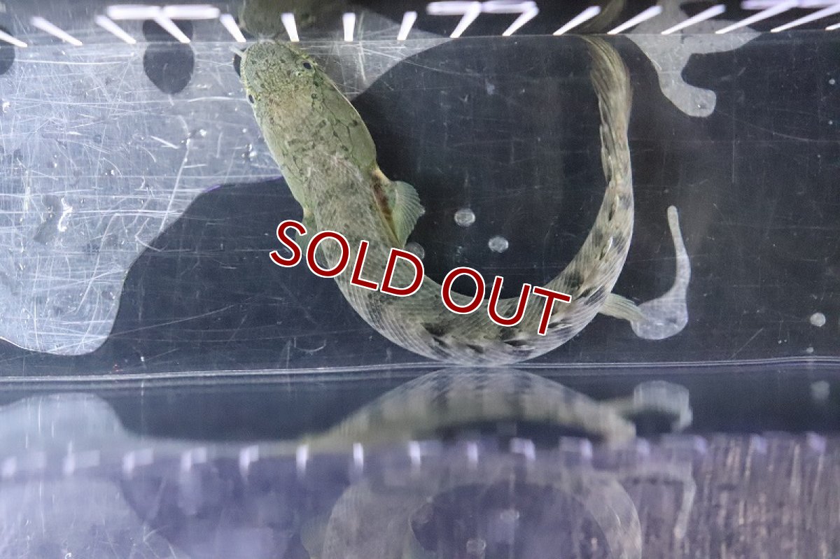 画像7: 【淡水魚】No3 ポリプテルス ウィークシー ワイルド【個体販売】(±15cm)(大型魚)(生体)(熱帯魚)NKO (7)
