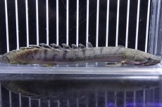 画像1: 【淡水魚】【通販】No5 ポリプテルス ウィークシー ワイルド【個体販売】(±14cm)(大型魚)(生体)(熱帯魚)NKO (1)