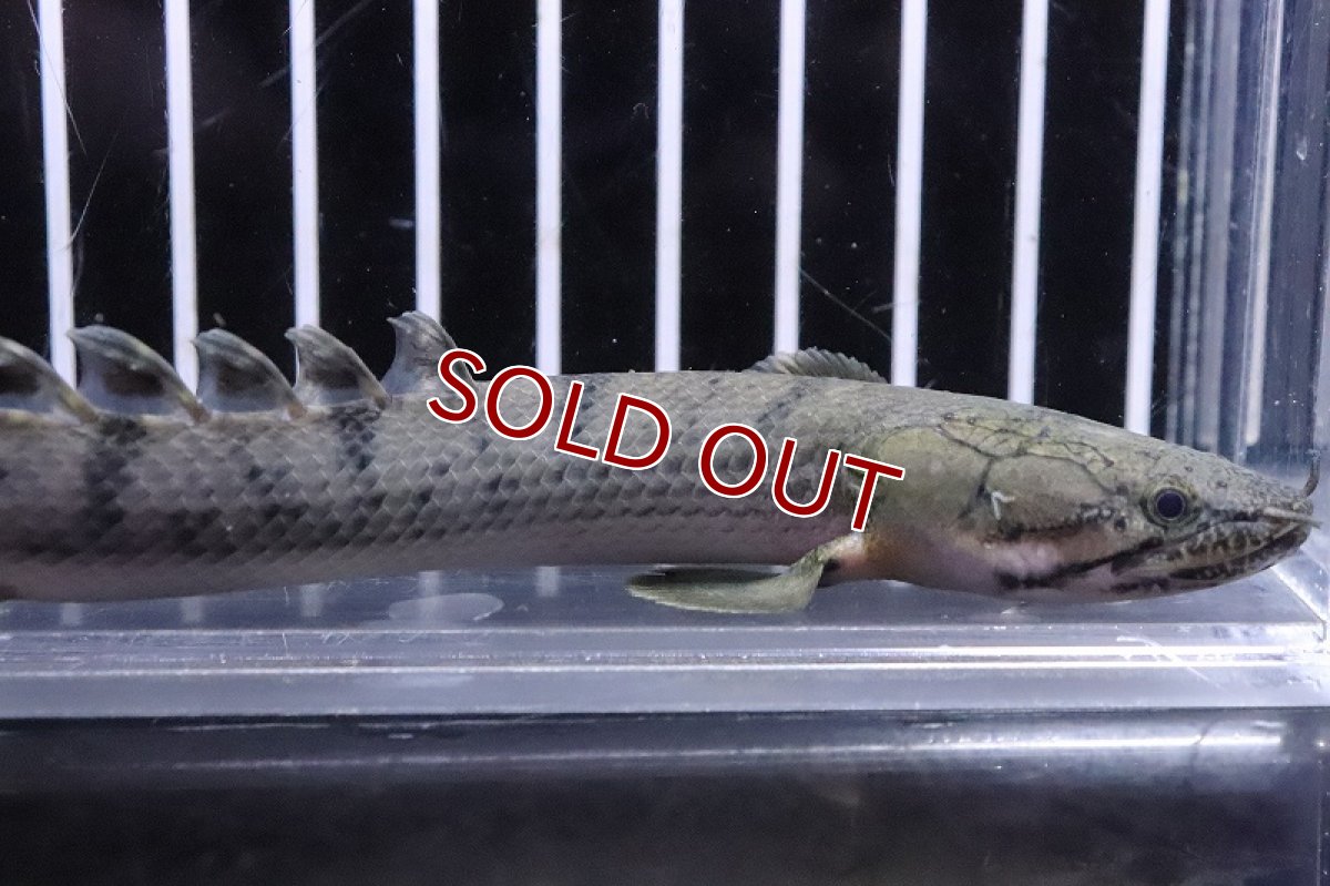 画像2: 【淡水魚】No5 ポリプテルス ウィークシー ワイルド【個体販売】(±14cm)(大型魚)(生体)(熱帯魚)NKO (2)