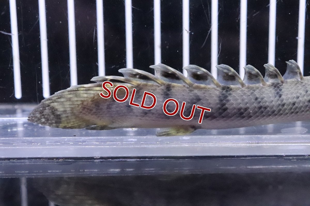 画像3: 【淡水魚】No5 ポリプテルス ウィークシー ワイルド【個体販売】(±14cm)(大型魚)(生体)(熱帯魚)NKO (3)