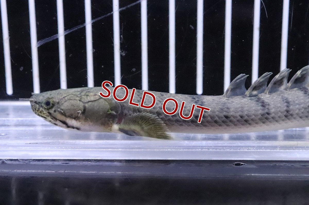 画像5: 【淡水魚】No5 ポリプテルス ウィークシー ワイルド【個体販売】(±14cm)(大型魚)(生体)(熱帯魚)NKO (5)