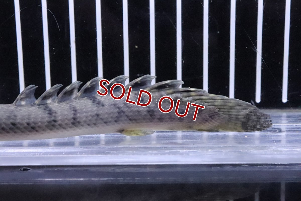 画像6: 【淡水魚】No5 ポリプテルス ウィークシー ワイルド【個体販売】(±14cm)(大型魚)(生体)(熱帯魚)NKO (6)