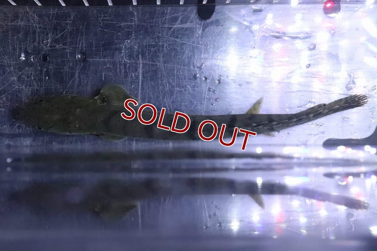 画像7: 【淡水魚】No5 ポリプテルス ウィークシー ワイルド【個体販売】(±14cm)(大型魚)(生体)(熱帯魚)NKO (7)