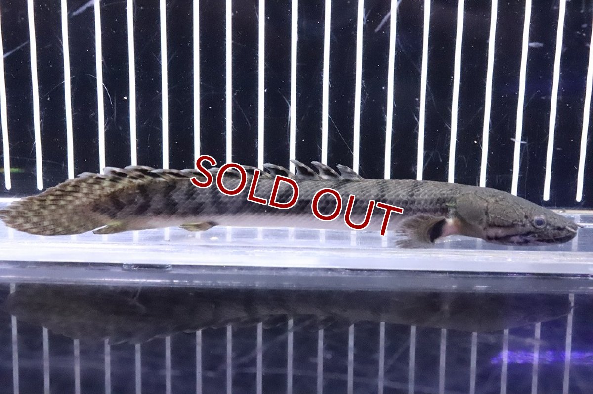 画像1: 【淡水魚】No8 ポリプテルス ウィークシー ワイルド【個体販売】(±15cm)(大型魚)(生体)(熱帯魚)NKO (1)