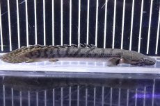 画像1: 【淡水魚】No8 ポリプテルス ウィークシー ワイルド【個体販売】(±15cm)(大型魚)(生体)(熱帯魚)NKO (1)