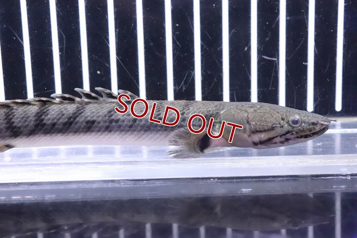 画像2: 【淡水魚】No8 ポリプテルス ウィークシー ワイルド【個体販売】(±15cm)(大型魚)(生体)(熱帯魚)NKO (2)
