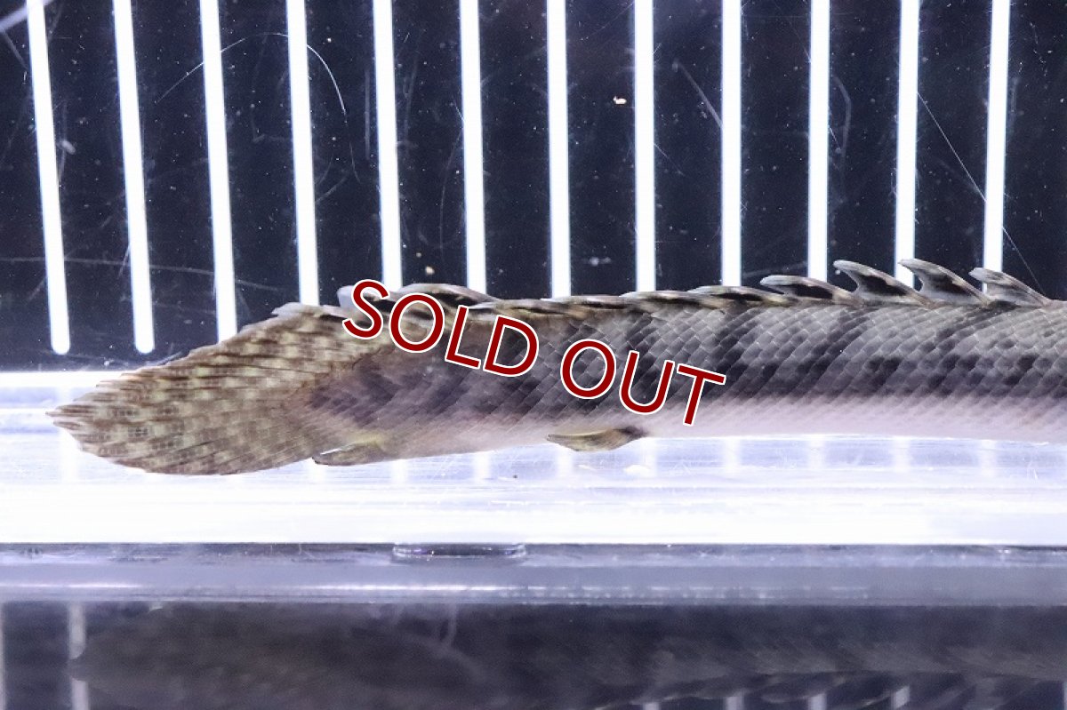 画像3: 【淡水魚】No8 ポリプテルス ウィークシー ワイルド【個体販売】(±15cm)(大型魚)(生体)(熱帯魚)NKO (3)