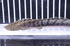 画像3: 【淡水魚】No8 ポリプテルス ウィークシー ワイルド【個体販売】(±15cm)(大型魚)(生体)(熱帯魚)NKO (3)