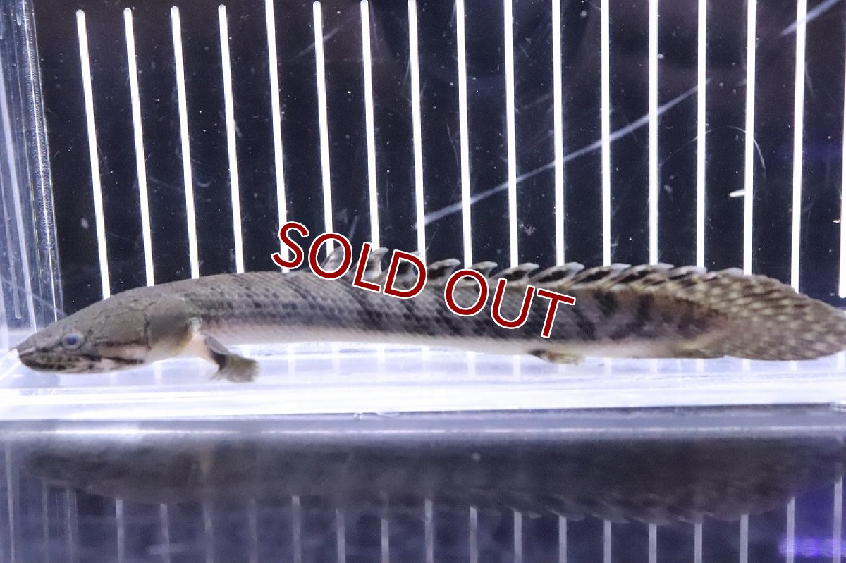画像4: 【淡水魚】No8 ポリプテルス ウィークシー ワイルド【個体販売】(±15cm)(大型魚)(生体)(熱帯魚)NKO (4)