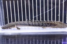 画像4: 【淡水魚】No8 ポリプテルス ウィークシー ワイルド【個体販売】(±15cm)(大型魚)(生体)(熱帯魚)NKO (4)