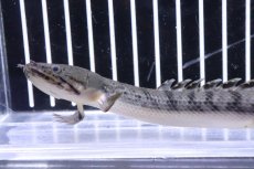 画像5: 【淡水魚】No8 ポリプテルス ウィークシー ワイルド【個体販売】(±15cm)(大型魚)(生体)(熱帯魚)NKO (5)
