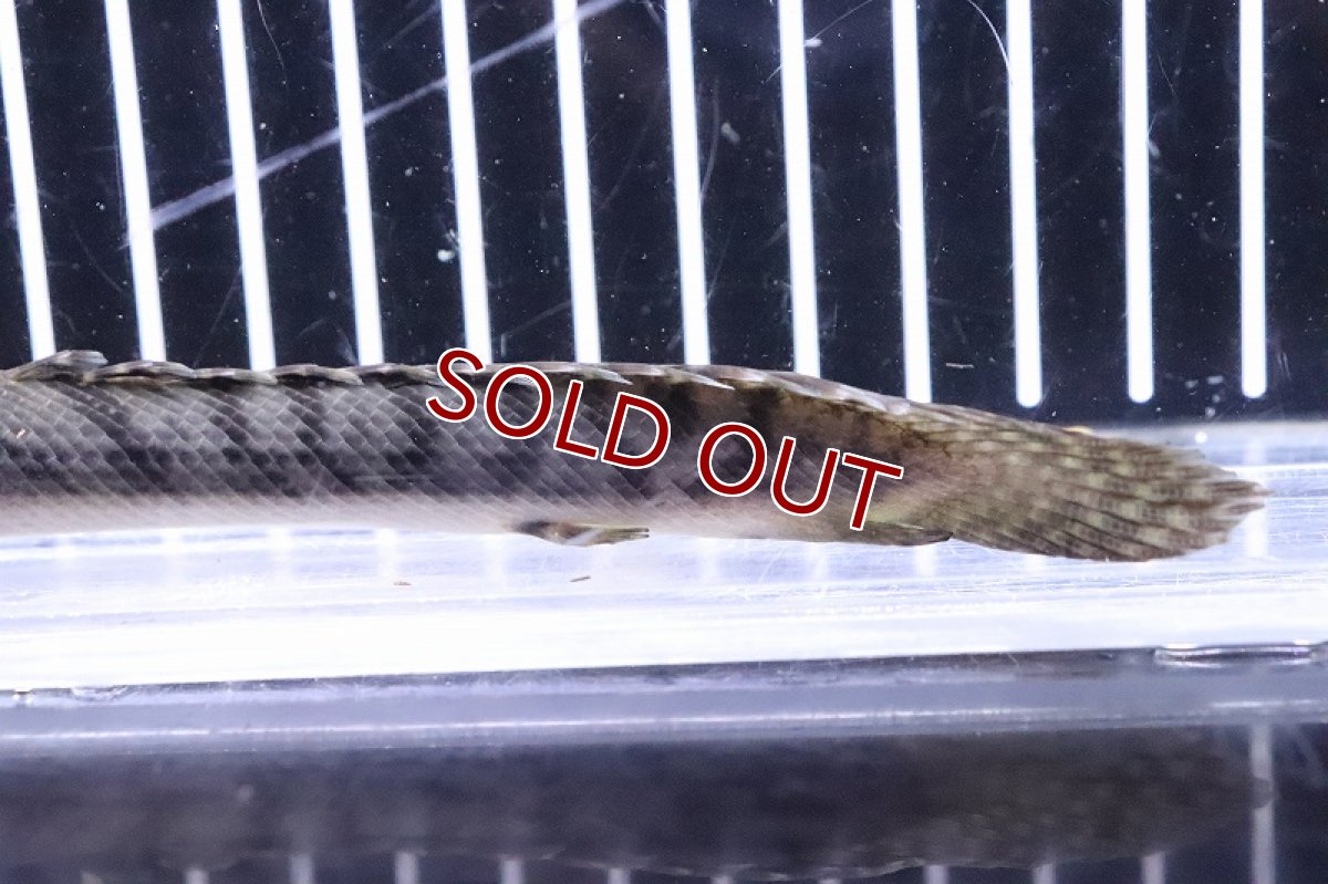 画像6: 【淡水魚】No8 ポリプテルス ウィークシー ワイルド【個体販売】(±15cm)(大型魚)(生体)(熱帯魚)NKO (6)