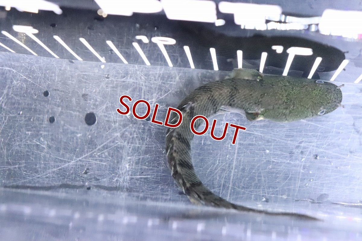 画像7: 【淡水魚】No8 ポリプテルス ウィークシー ワイルド【個体販売】(±15cm)(大型魚)(生体)(熱帯魚)NKO (7)