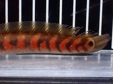 画像3: 【淡水魚】【通販】大特価 No1 スーパーレッドコウタイ【個体販売】(±13cm)（大型魚・スネークヘッド）（生体）（熱帯魚）NKO (3)