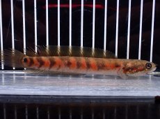 画像4: 【淡水魚】【通販】大特価 No1 スーパーレッドコウタイ【個体販売】(±13cm)（大型魚・スネークヘッド）（生体）（熱帯魚）NKO (4)