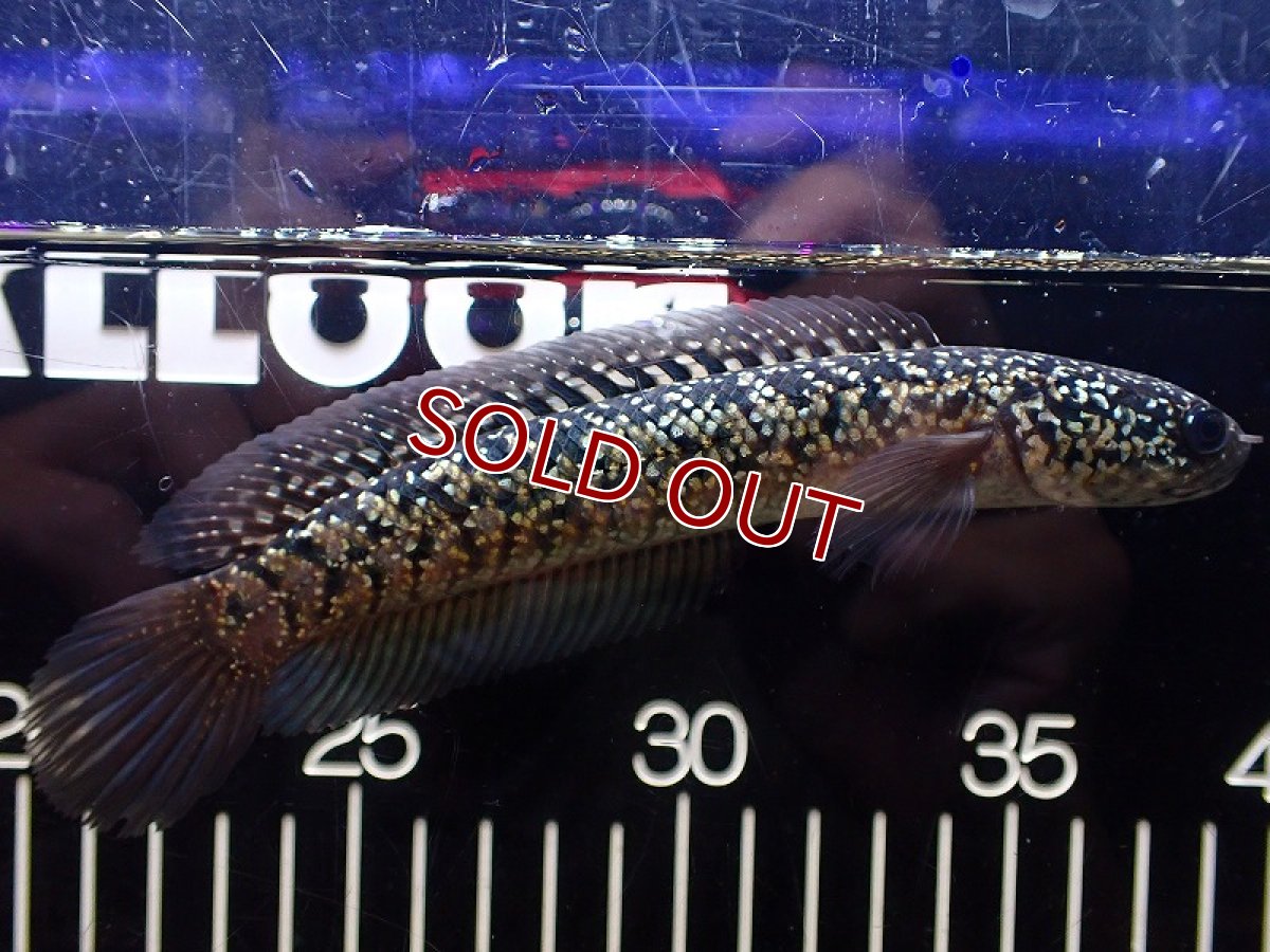 画像1: 【淡水魚】【通販】極上個体 No1 金天目 雷龍 gold tenmoku snakehead【個体販売】(±15cm)（生体）（熱帯魚）NKO (1)