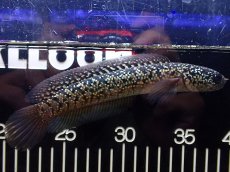 画像1: 【淡水魚】【通販】極上個体 No1 金天目 雷龍 gold tenmoku snakehead【個体販売】(±15cm)（生体）（熱帯魚）NKO (1)