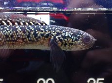 画像2: 【淡水魚】【通販】極上個体 No1 金天目 雷龍 gold tenmoku snakehead【個体販売】(±15cm)（生体）（熱帯魚）NKO (2)