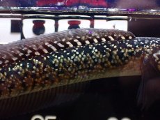 画像3: 【淡水魚】【通販】極上個体 No1 金天目 雷龍 gold tenmoku snakehead【個体販売】(±15cm)（生体）（熱帯魚）NKO (3)