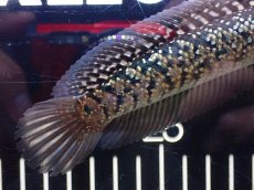 画像4: 【淡水魚】【通販】極上個体 No1 金天目 雷龍 gold tenmoku snakehead【個体販売】(±15cm)（生体）（熱帯魚）NKO (4)