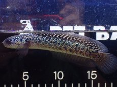 画像5: 【淡水魚】【通販】極上個体 No1 金天目 雷龍 gold tenmoku snakehead【個体販売】(±15cm)（生体）（熱帯魚）NKO (5)