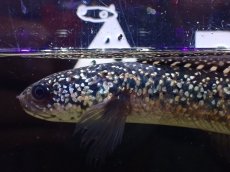 画像6: 【淡水魚】【通販】極上個体 No1 金天目 雷龍 gold tenmoku snakehead【個体販売】(±15cm)（生体）（熱帯魚）NKO (6)