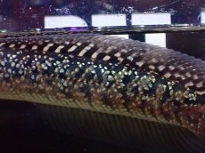 画像7: 【淡水魚】【通販】極上個体 No1 金天目 雷龍 gold tenmoku snakehead【個体販売】(±15cm)（生体）（熱帯魚）NKO (7)
