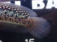 画像8: 【淡水魚】【通販】極上個体 No1 金天目 雷龍 gold tenmoku snakehead【個体販売】(±15cm)（生体）（熱帯魚）NKO (8)