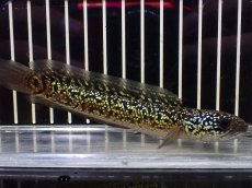 画像1: 【淡水魚】【通販】極上個体 No2 金天目 雷龍 gold tenmoku snakehead【個体販売】(±14cm)（生体）（熱帯魚）NKO (1)