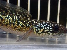 画像2: 【淡水魚】【通販】極上個体 No2 金天目 雷龍 gold tenmoku snakehead【個体販売】(±14cm)（生体）（熱帯魚）NKO (2)