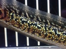 画像3: 【淡水魚】【通販】極上個体 No2 金天目 雷龍 gold tenmoku snakehead【個体販売】(±14cm)（生体）（熱帯魚）NKO (3)