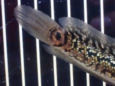 画像4: 【淡水魚】【通販】極上個体 No2 金天目 雷龍 gold tenmoku snakehead【個体販売】(±14cm)（生体）（熱帯魚）NKO (4)