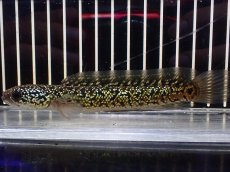 画像5: 【淡水魚】【通販】極上個体 No2 金天目 雷龍 gold tenmoku snakehead【個体販売】(±14cm)（生体）（熱帯魚）NKO (5)