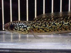 画像6: 【淡水魚】【通販】極上個体 No2 金天目 雷龍 gold tenmoku snakehead【個体販売】(±14cm)（生体）（熱帯魚）NKO (6)