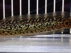 画像7: 【淡水魚】【通販】極上個体 No2 金天目 雷龍 gold tenmoku snakehead【個体販売】(±14cm)（生体）（熱帯魚）NKO (7)