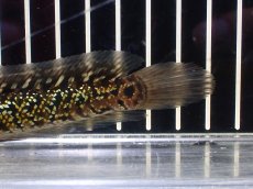 画像8: 【淡水魚】【通販】極上個体 No2 金天目 雷龍 gold tenmoku snakehead【個体販売】(±14cm)（生体）（熱帯魚）NKO (8)