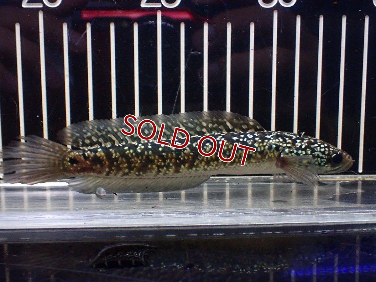 画像1: 【淡水魚】【通販】極上個体 No3 金天目 雷龍 gold tenmoku snakehead【個体販売】(±14cm)（生体）（熱帯魚）NKO (1)