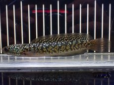 画像2: 【淡水魚】【通販】極上個体 No3 金天目 雷龍 gold tenmoku snakehead【個体販売】(±14cm)（生体）（熱帯魚）NKO (2)